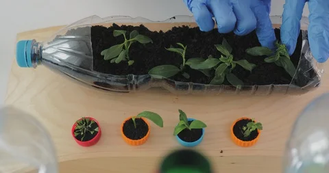 Reuse plastic bottle to seeding plant. Recycling plastic concept. Stock Footage 129730641
