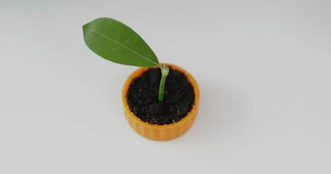 Reusese plastic bottle cups to seeding plant. Recycling plastic concept. Stock Footage 129720667