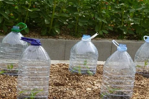 Reusing plastic bottles protecting young garden plants Stock Photos