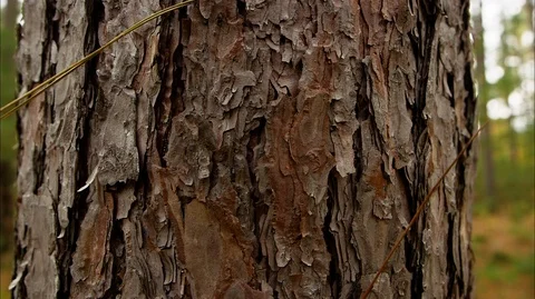 Reveal of Forest  Stock Footage 115259636