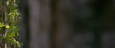 Reveal Medium Close Up of Green Maple Tree with Leaves Blowing in the Wind Video stock 133014817