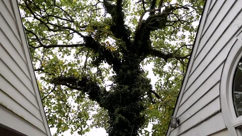 Reveal of Old Ancient Oak Tree Covered in Vines and Moss Stock Footage 149708790