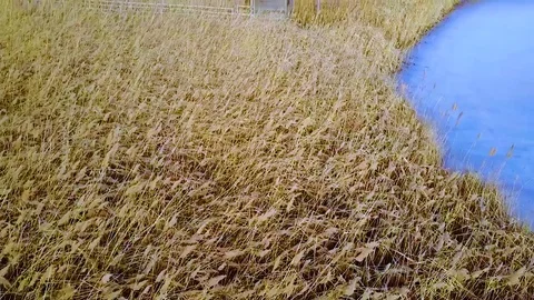 Reveal of Shack in Winter Marsh Stock Footage 71344193