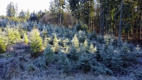 Reveal shot  from drone of winter forest Stock Footage 71069339