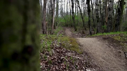 Reveal shot of a hiking trail in a forest Stock Footage