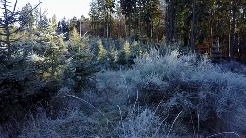 Reveal shot through trees and bushes - Aerial footage of winter forest Видео 71068580