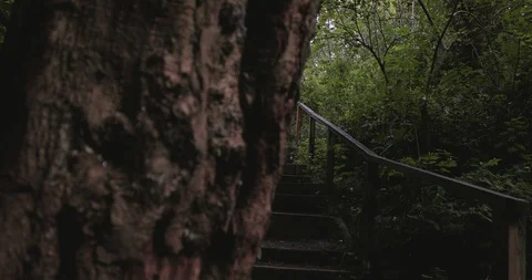 Reveal shot tree trunk bark to forest path steps Stock Footage 116136046