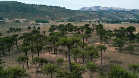 Reveal shot unveiling sparse native araucaria forest over arid valley and rocky 스톡 동영상 331217247