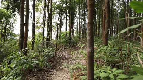 Reveal the trail in forest Stock Footage 146164589