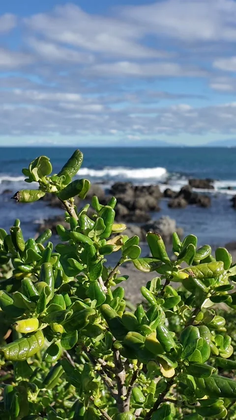 Revealing a beautiful view of the Ocean Stock Footage 281135947