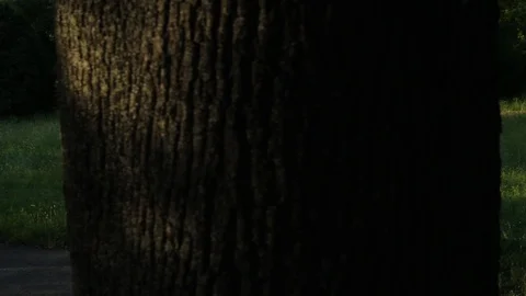 Revealing A Bench From Behind The Tree Stock Footage 92388228