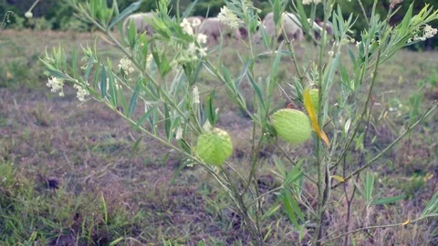 Revealing cattle on property Stock Footage 74605838