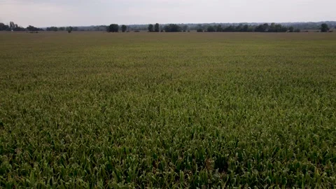 Revealing Corn Fields Stock Footage 235228107