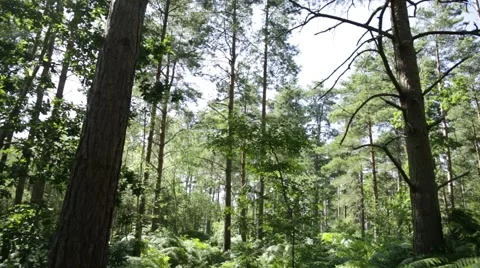 Revealing the deep green forest Video stock 65218236