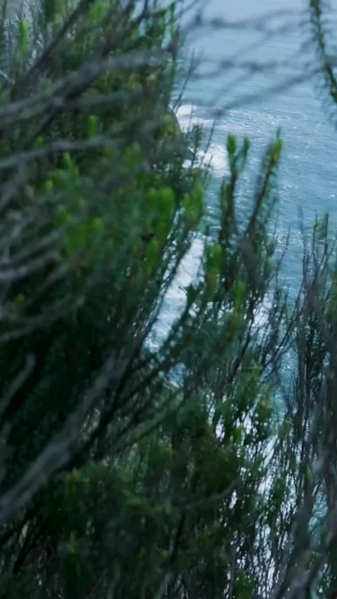 Revealing a dramatic coastal cliff landscape from behind lush vegetation 库存影片 334443426