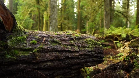 Revealing a path through a forest from behind a fallen tree Stock Footage 123299659