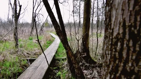 Revealing shot of a path through the marsh Stock Footage 153692662