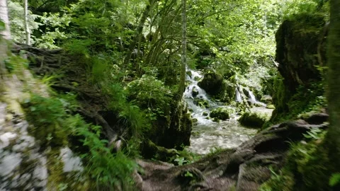 Revealing Small Rivers Floating in the Middle of The Woods With Big Tree Roots. Stockbeeldmateriaal 168497802