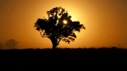 Revealing Tree At Dawn 库存影片 130072656