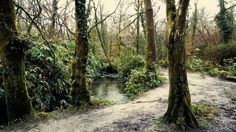 Revealing trees in forest next to stream Stock-Footage 73559924