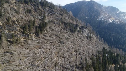 Revealing vast devastation from the sky, destroyed forest after strong winds Stock-Footage 126823432