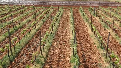 Revealing vineyard with red ground Stock Footage 106780669