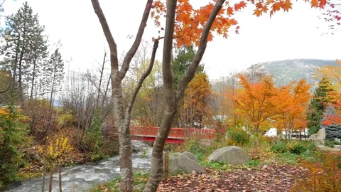 Revealing Water Rapids Flowing Down Stream With Red Bridge In The Fall 02 Stock Footage 77611958