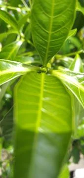 Reveals a background of green Stock Photos