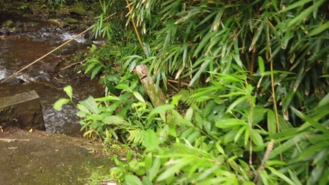 Reveals a Small Stream in the Forest Stock Footage 155365048