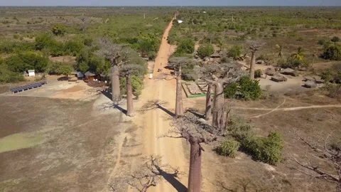 Reverse Aerial Fly Over Baobab Trees at Baobab Alley in Morondava, Madagascar Stock Footage 142493634