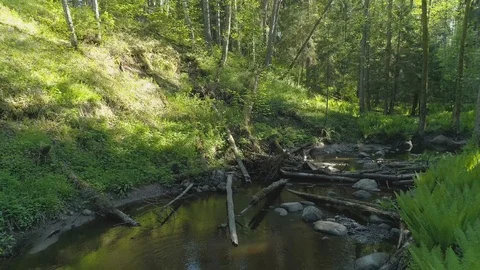 Reverse aerial over a small stream with beaver dams Stock Footage 98815852