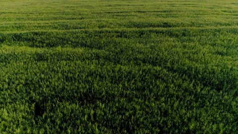 Reverse aerial shot flying over field green grass natural valley at sunset Stock Footage 148501363