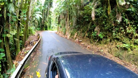 Reverse angle of car driving through thick jungle on Hawaii's Big Island 4K Stock Footage 98427705