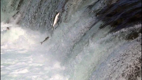 Reverse Angle of Dozens of Salmon Trying to Jump the Falls  in real time. Stock Footage 73113026