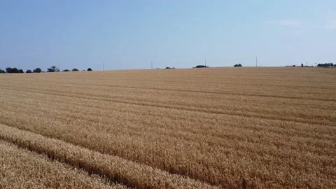 Reverse Areal Flight Over The Wheat Field 스톡 동영상 201689764