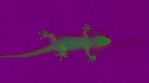 Reverse colour video of a lizard on the ground Stock Footage 262047907