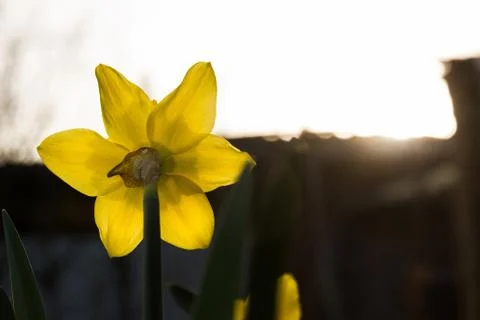Reverse Daffodil to Backlight Fotos Stock