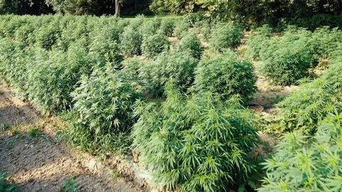 Reverse dolly shot of marijuana hemp leaves on a windy sunny summer day, Stock Footage 115383939