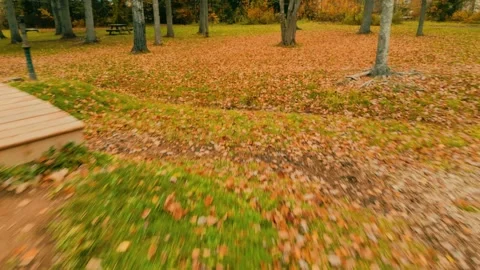 Reverse Drone Flight Over Blanket of Orange And Yellow Leaves And Through A Park Video stock 255059383
