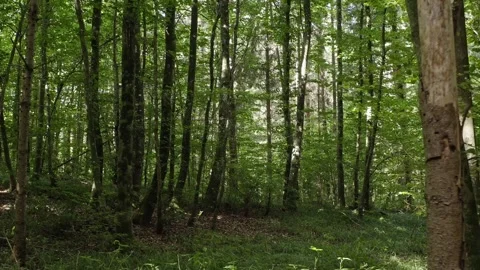 Reverse Drone Flight Through Lush Spring Beech Forest – 4K Видео 321180928