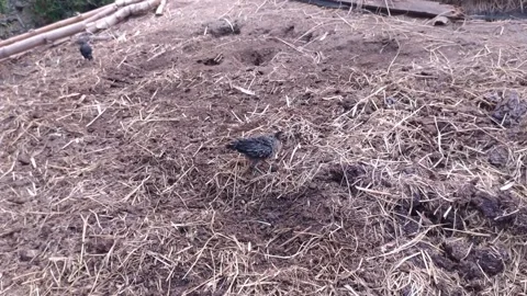 Reverse feather chicken Video stock 255505077