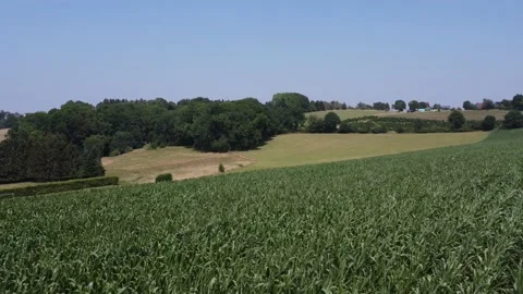 Reverse Flight over a Cornfield 스톡 동영상 201689623