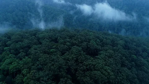 Reverse flight over forest hill with morning clouds, 4K Stock Footage 102086331