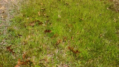 Reverse flight over grassy field Video stock 130545704