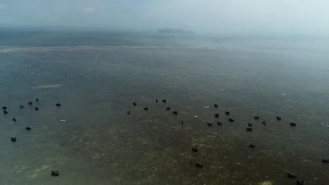 Reverse flight over resting black swans, Central Coast 4K Stock Footage 102086315
