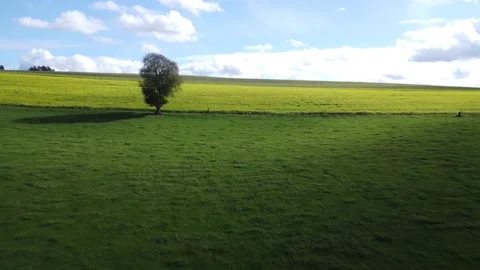 Reverse flight over a yellow and green field between a tree 스톡 동영상 219260411