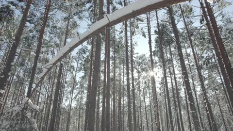 Reverse flight under trees in a snowy frest Video stock 234549395