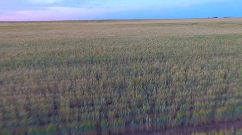 Reverse Fly over field at Dusk - Farm Crops Stock Footage 68752326