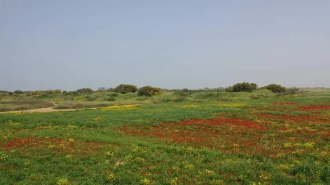 Reverse Flying above field of flowers and wheat Stock Footage 127247269