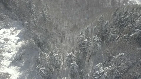 Reverse flying above a snowy forest Stock Footage 234549497